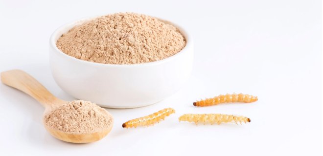 Gemahlene Mehlwürmer in einer Schüssel und auf einem Holzlöffel