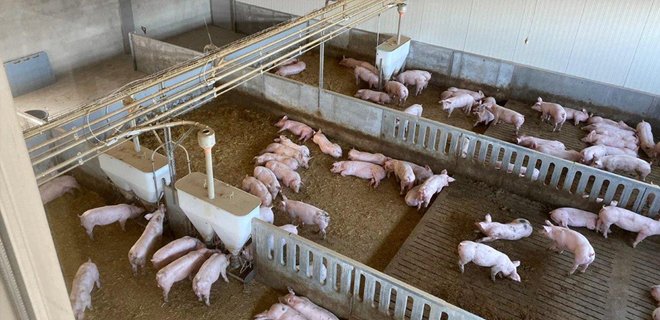 Mehrere Schweine in einer Anlage