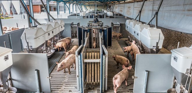 Schweine in einer Fütterungsanlage – effiziente Trockenfütterungstechnologie von TEWE Electronic GmbH zur Optimierung der Tierernährung.